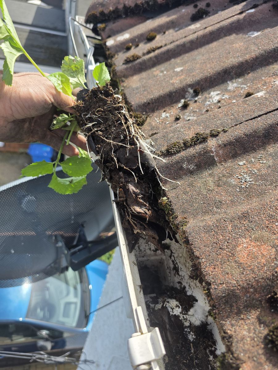 Vegetation pulled from a gutter by hand